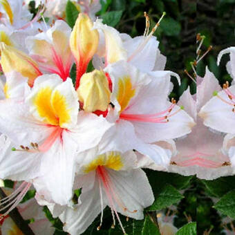 Azalia wielkokwiatowa  'Rhododendron' Arima