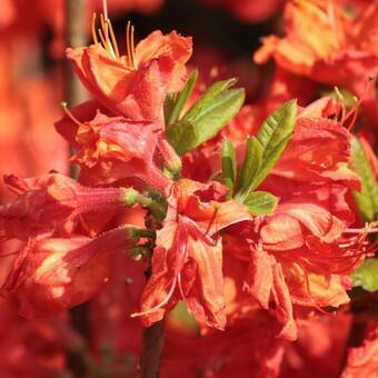 Azalia wielkokwiatowa  'Rhododendron' Juanita