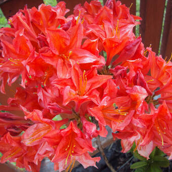 Azalia wielkokwiatowa  'Rhododendron' Czerwona