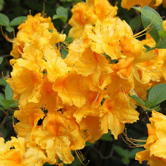 Azalia wielkokwiatowa  'Rhododendron' Żółta