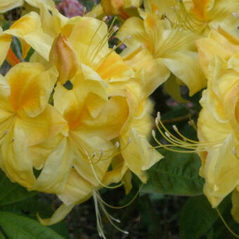 Azalia wielkokwiatowa  'Rhododendron' Golden Sunset Żółta