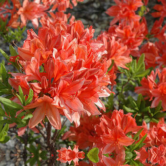 Azalia wielkokwiatowa  'Rhododendron' Feuwerk Krwista