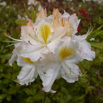 Azalia wielkokwiatowa  'Rhododendron' Schneegold
