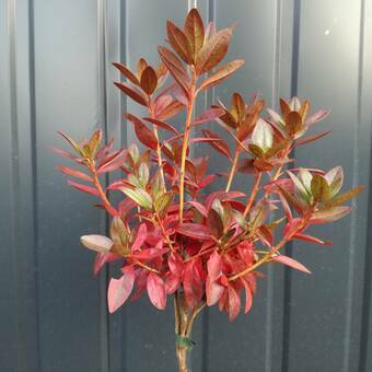 Azalia Japońska  'Rhododendron japonicum' Różowa na Pniu