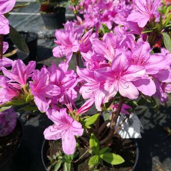 Azalia Japońska  'Rhododendron japonicum' Herbert