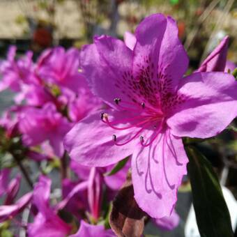 Azalia Japońska  'Rhododendron japonicum' Enzett Lilienstein