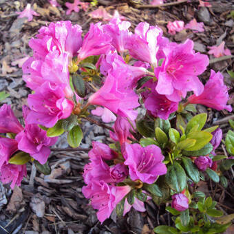 Azalia Japońska  'Rhododendron japonicum' Kermesina