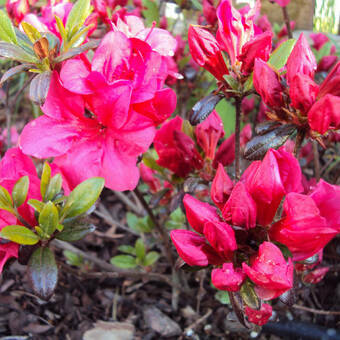 Azalia Japońska  'Rhododendron japonicum' Rubinetta