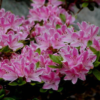 Azalia Japońska  'Rhododendron japonicum' Kermesina Rese Różowa