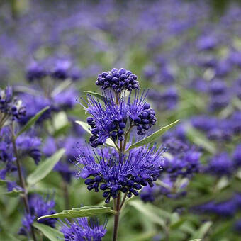 Barbula  'coryopteris clandonensis' Heavenly Blue