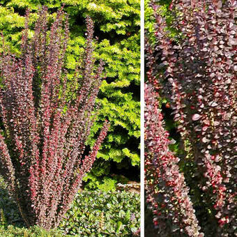 Berberys Czerwony 'Berberis'  Kolumnowy