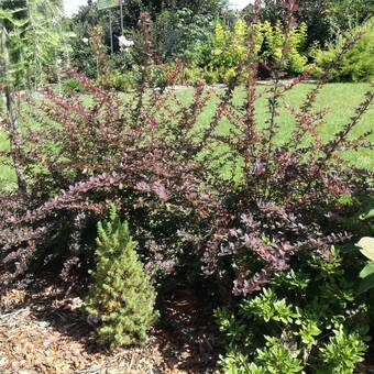 Berberys 'Berberis'  Rozłożysty