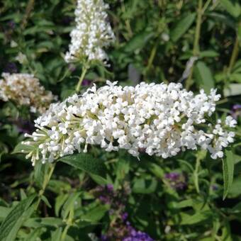 Budleja 'Buddleja daviddi '  Biała