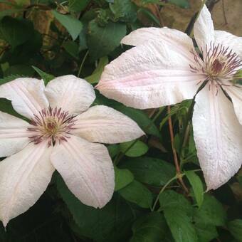 'Powojnik 'Clematis' Jan Paweł II