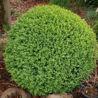 Bukszpan  'Buxus sempervirens' Do Formowania