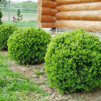 Bukszpan  'Buxus sempervirens' Ładne Sadzonki