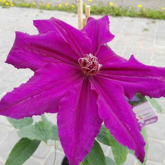 'Powojnik 'Clematis'  Biskupi  ''Mega Kwiaty'' 