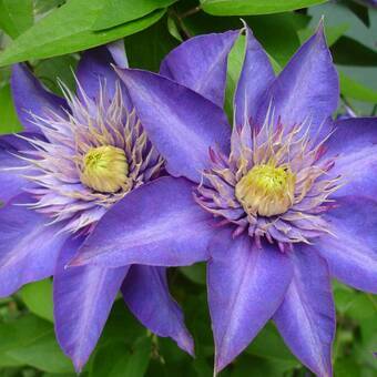 'Powojnik 'Clematis'  Multi Blue