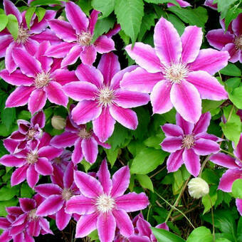 'Powojnik 'Clematis'  Dr. Ruppel