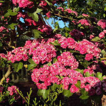 Głóg Szczepiony  'Crataegus'  