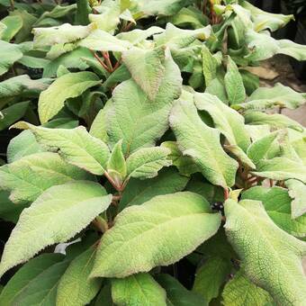 Hortensja Ogrodowa 'Hydrangea macrophylla' Omszona