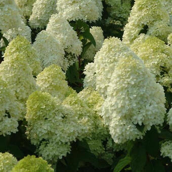 Hortensja Bukietowa 'Hydrangea panikulata' Biała Stożek