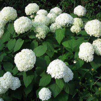 Hortensja Ogrodowa 'Hydrangea macrophylla' Biała Kule