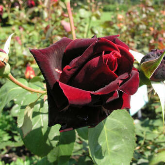 Róża Wielkokwiatowa 'Rosa' Bordowo-Czarna