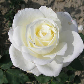 Róża Rabatowa 'Rosa multiflora' Biała