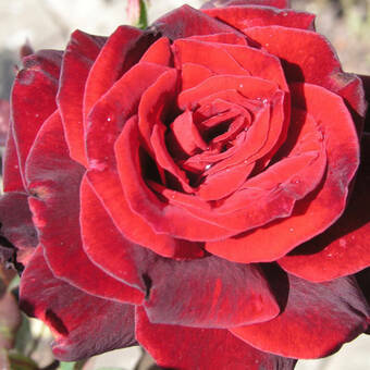 Róża Rabatowa 'Rosa multiflora' Bordowa
