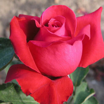 Róża Wielkokwiatowa 'Rosa' Czerwona Na Kwiat