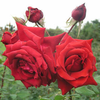 Róża Wielkokwiatowa 'Rosa' Czerwona Bukietowa