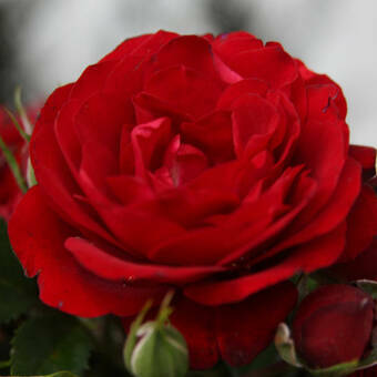 Róża Wielkokwiatowa 'Rosa' Czerwona Ciemna