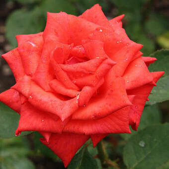 Róża Wielkokwiatowa 'Rosa' Czerwona Krwista