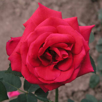Róża Wielkokwiatowa 'Rosa' Czerwona Rozeta