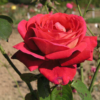 Róża Wielkokwiatowa 'Rosa' Czerwona Szalkowa
