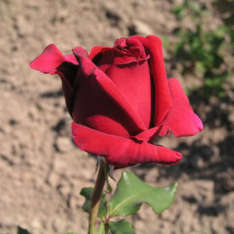 Róża Wielkokwiatowa 'Rosa' Czerwona Szlachetna