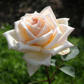 Róża Rabatowa 'Rosa multiflora' Ecri