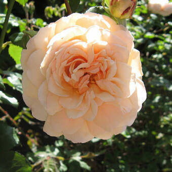 Róża Rabatowa 'Rosa multiflora' Łososiowa