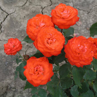 Róża Wielkokwiatowa 'Rosa' Pomarańczowa Pachnąca