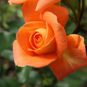 Róża Wielkokwiatowa 'Rosa' Pomarańczowa Szlachetna