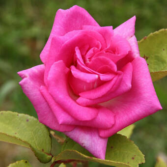 Róża Wielkokwiatowa 'Rosa' Różowa 