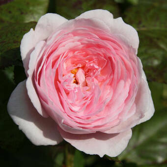 Róża Wielkokwiatowa 'Rosa' Różowa  Pomponowa