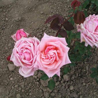 Róża Wielkokwiatowa 'Rosa' Różowa  Rozetowa