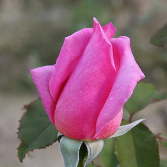Róża Wielkokwiatowa 'Rosa' Różowa  Szlachetna