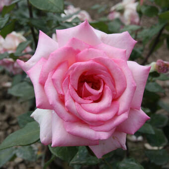 Róża Wielkokwiatowa 'Rosa' Różowa  Z Oczkiem