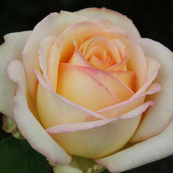 Róża Wielkokwiatowa 'Rosa' Casanowa