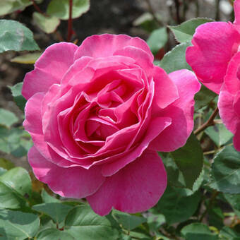 Róża Wielkokwiatowa 'Rosa' Peace