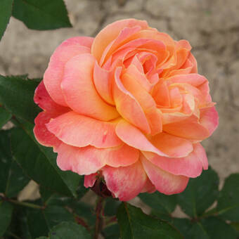 Róża Rabatowa 'Rosa multiflora' Pomarańczowa