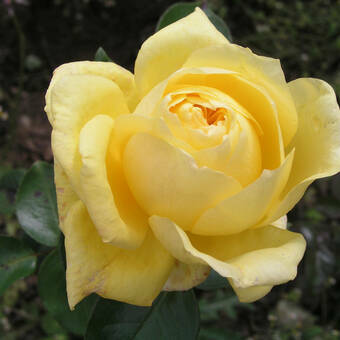 Róża Wielkokwiatowa 'Rosa' Żółta